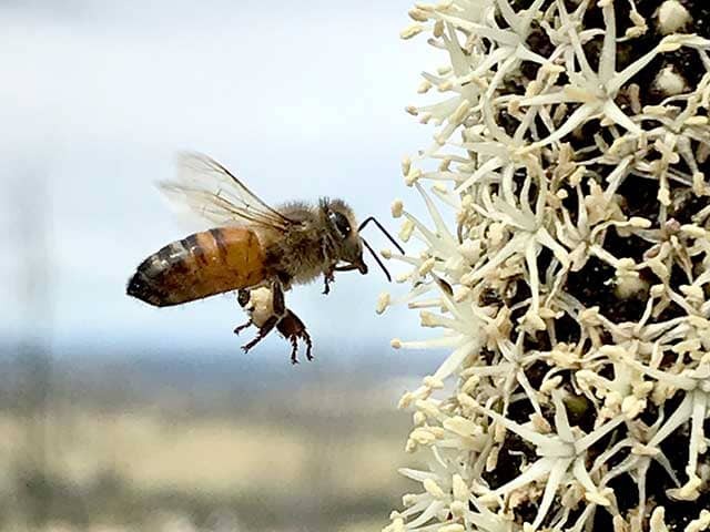 Honey bee