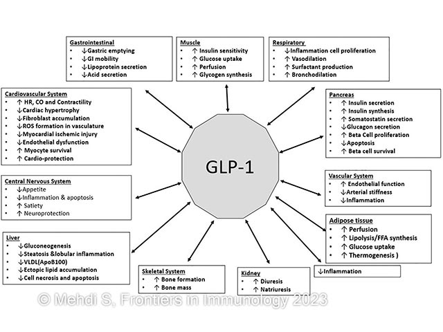 The mechanism of action of GLP-1 agonists